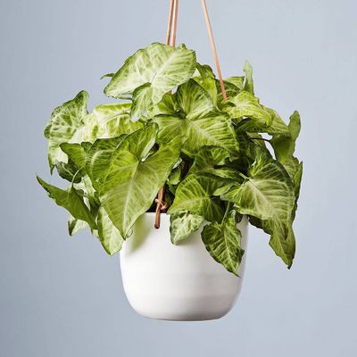 Arrowhead Hanging Plant (Syngonium)