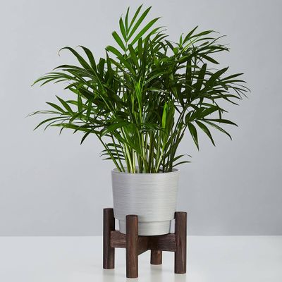 Parlor Palm Plant (Neanthe Bella Palm)