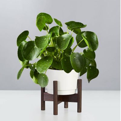 Pilea Peperomioides Plant
