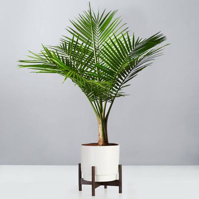 Majesty Palm Floor Plant