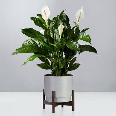 Peace Lily Plant (Spathiphyllum)