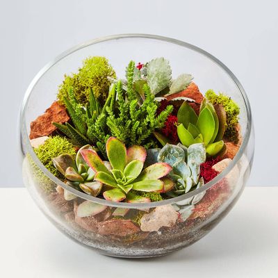 Plants for Beginners | Easy House Plants | Plants.com