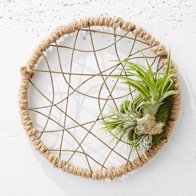 Dreamcatcher Air Plant