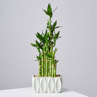 High Rise Lucky Bamboo Plant