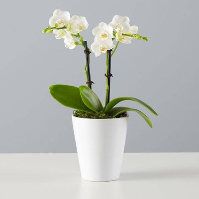 Small Phalaenopsis Orchid: White