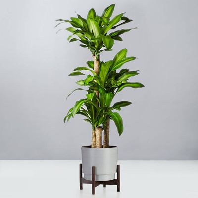 Mass Cane Floor Plant