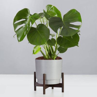 Monstera Deliciosa Floor Plant