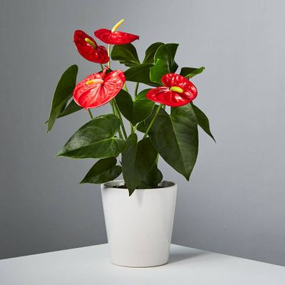 Red Anthurium Plant