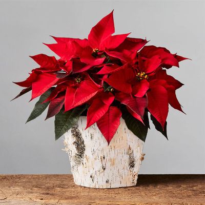 Red Poinsettia