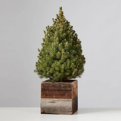 Spruce Tree for the Holidays