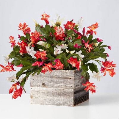 Red and White Christmas Cactus
