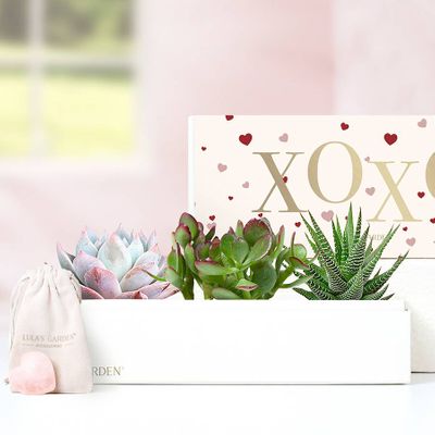Lula's Garden® XOXO Succulents