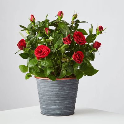 Red Rose Plant