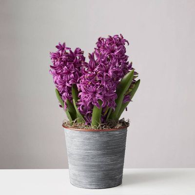 Purple Hyacinth Bulbs