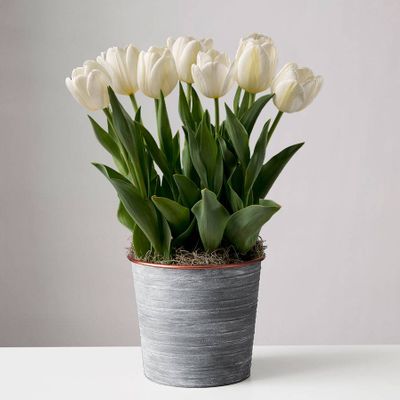 White Tulip Bulbs