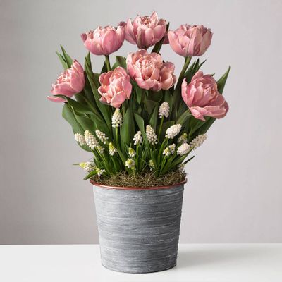 Pink Tulip and White Muscari Bulb Garden