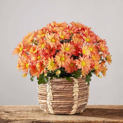 Chrysanthemum Blooming Plant