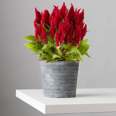 Celosia Blooming Plant