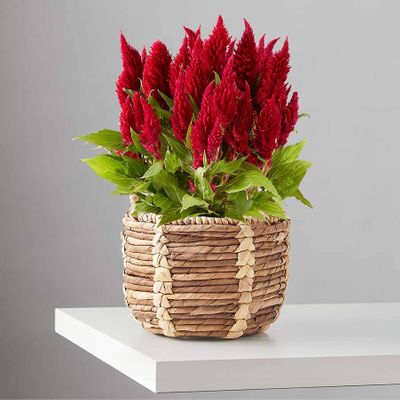 Celosia Blooming Plant