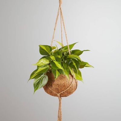 Kokedama