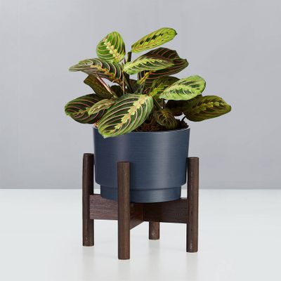 Prayer Plant 
