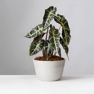 Elephants Ear (Alocasia Polly)