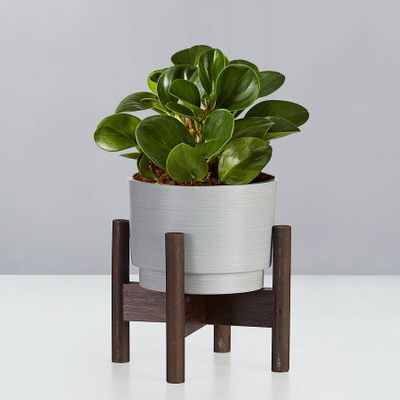 Baby Rubber Plant (Raindrop Peperomia)