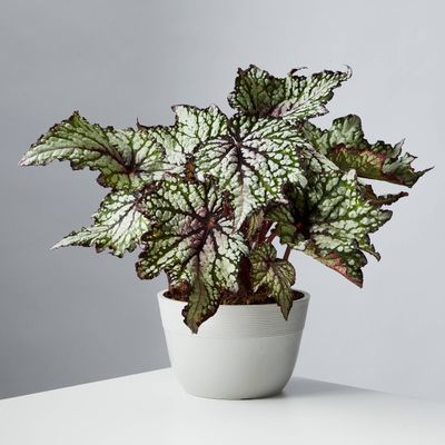 Painted Leaf Begonia (Rex Begonia)