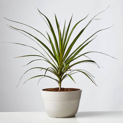 Madagascar Dragon (Dracaena Marginata)