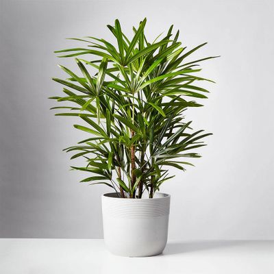 Lady Palm (Rhapis Palm) Floor Plant