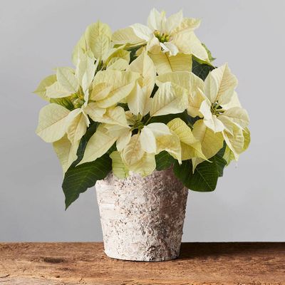 White Poinsettia