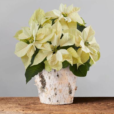 White Poinsettia