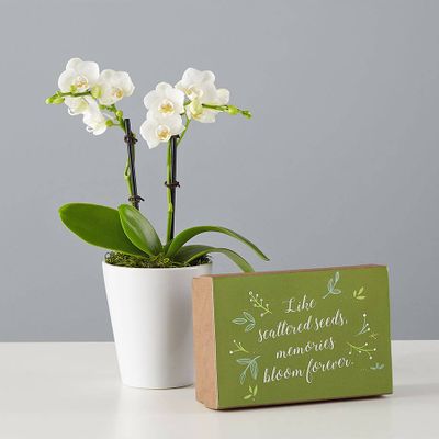 Small Phalaenopsis Orchid for Sympathy: White