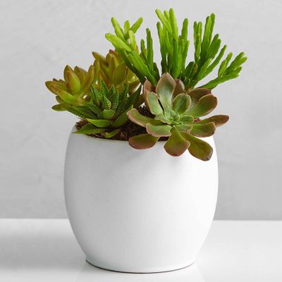 Perabella House Warming Gifts New Home, Housewarming Presents Women Couple  3 Succulent Pots 