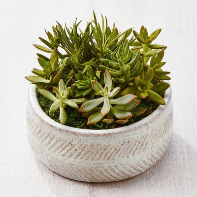 Succulent Dish Garden