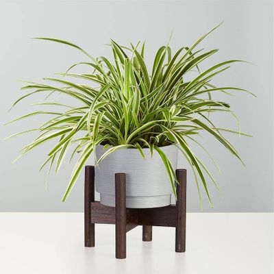 Spider Plant