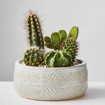 Cactus Dish Garden