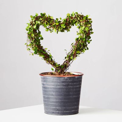 Heart Shaped Topiary