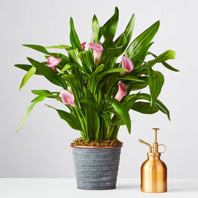 Pink Calla Blooming Plant