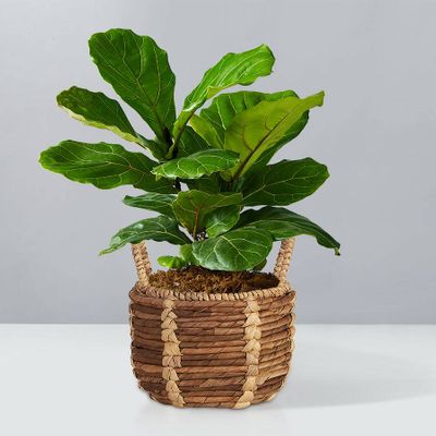 Plants for Beginners | Easy House Plants | Plants.com