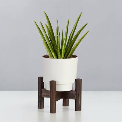 Aloe Vera Plant