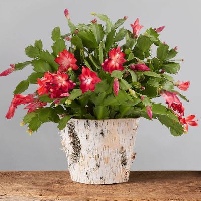 Red Christmas Cactus