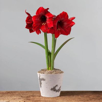 Red Amaryllis Potted Bulb