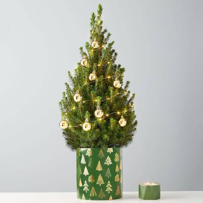 Holiday Lights Spruce Tree