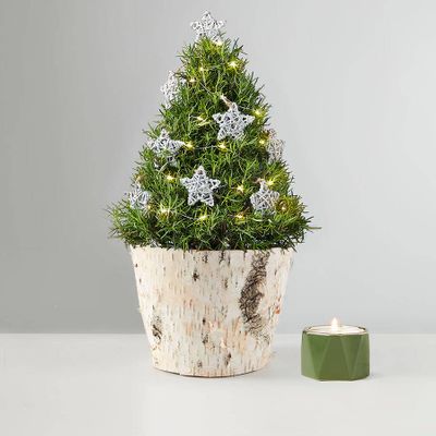 Rosemary and Bright Tree