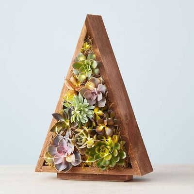 Reclaimed Tree Succulents