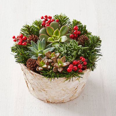Birch Succulent Garden