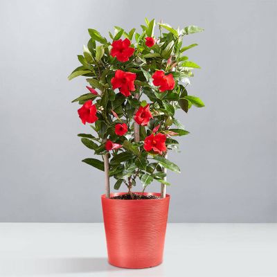 Mandevilla Plant with Trellis