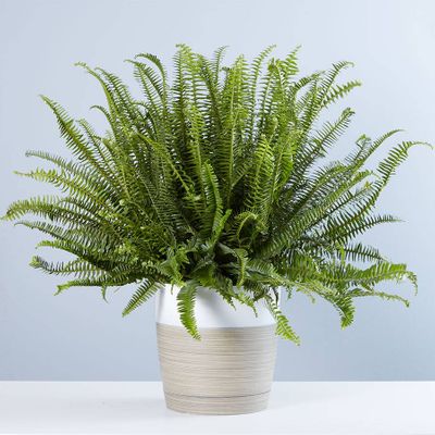Kimberly Queen Fern Floor Plant