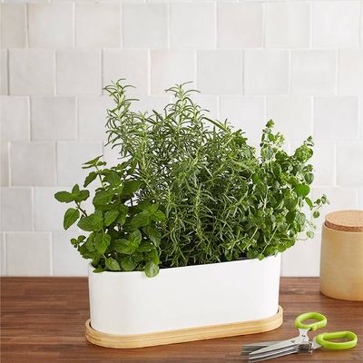 Herb Garden Trio